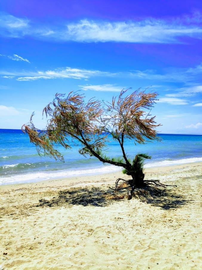 Seaside Family Apartment In Paralia Dionisiou المظهر الخارجي الصورة